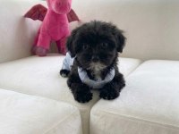 Hiç büyümeyen eğitimli minik köpeğimiz