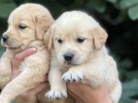 Golden retriever yavruları
