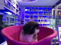 Sevimli Shih-Tzu Yavrularımız