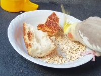 SAĞLIKLI EV BESLEMESİ KUŞLARIM