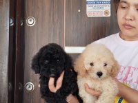 Maltipoo f2 poodle suratlı bebişler
