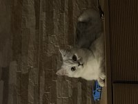 British shorthair kızımız