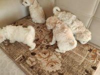 Golden retriever bebeklerimiz safkan kut burun