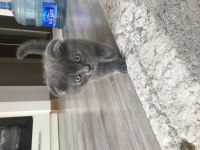 Scottish fold cinsi kendi yavrularım