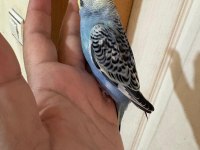 37 GÜNLÜK OĞLAN BEBEK MUHABBET KUŞU