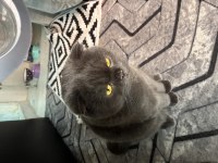Sevimli scottish fold kedimiz yumak
