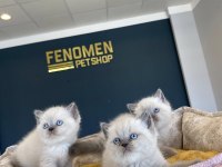 YENİ SCOTTISH FOLD YAVRULAR BRITISH YAVRULAR ANKARA 