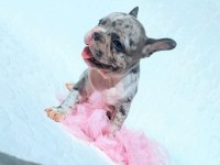 Blue Merle ve Silver Blue Fawn French bulldog Bebekler