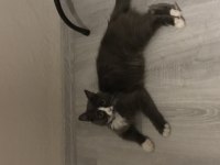 HAREKETLİ OYUNCU KEDİMİZ LUNA