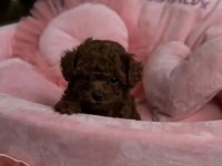 Bal Yavrumuz Toy Poodle