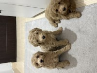 Tekirdağ poodle yavrularımız yuvalarını arıyor