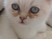 Kediler için yeni sahipler