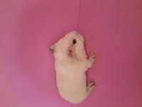 Sheltie ginepig yavru