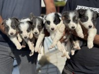 Ankaranın  en seçkin  border collie yavruları
