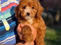 MALTİPOO YAVRULAR