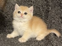 Anne Baba Şecereli Safkan Golden NY12 Dişi British Shorthair
