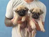 DÜNYA TATLISI PUG YAVRULARI