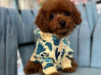KORE KAN IRK VE SAĞLIK GARANTİLİ AŞILI ERKEK YAVRU POODLE