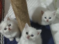 Anne iran chinchilla baba british shorthair