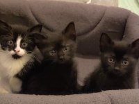 3 aylık minicik kediler yeni yuvasını arıyor