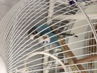 Muhabbet kuşlar