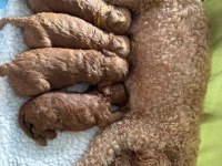 Anne Altından Safkan Poodle Bebekler