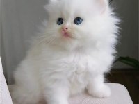 Safkan Harika Kedim
