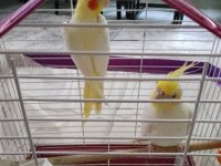 Pf mutasyon ve lutino sultan papağanı