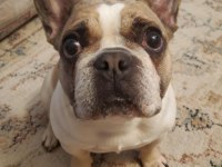 Fransız Bulldog Kızım