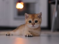 Şecereli Safkan British Shorthair Ny11 Erkek Yavru