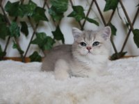 AY11 Erkek British Shorthair Blue Golden