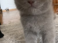 İki aylık dört scottish fold yavrumuz