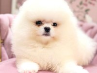 AYI SURAT POMERANİAN BOO BEBEKLER