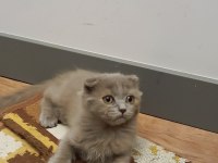Yakışıklı scottish fold