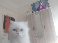 Kedimiz asilimi sahiplendiriyorum