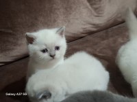 British Shorthair Kedisi