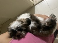 2 aylık shih tzu yarı fiyatına
