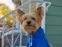 Evinizin Maskotu Olacak Köpeğimiz