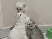 Safkan british shorthair yavrular