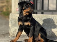 Extrem rottweiler