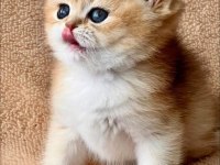 Kusursuz Güzelliğiyle Golden Ny12 British Shorthair 