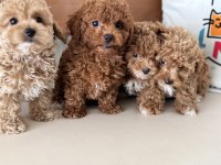 Ankaranın  en seçkin maltipoo yavruları