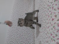 British shorthair ve scottish fold