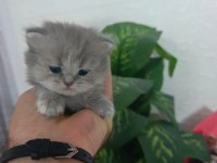 Ücretli Yeni Ailesini Arayan Tatlı patiler
