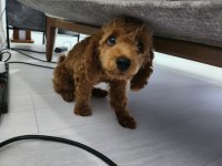 Safkan medium poodle yavru 4 aylık sağlıklı oyuncu