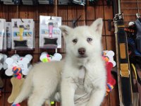 Beyaz husky yavrularımız a kalite