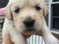 Erkek dişi golden retriever yavrularımız