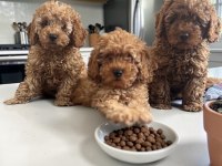 Toy Poodle Orjinal Irk Garantili