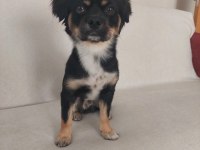 1,5 yaş Terrier Mix Erkek