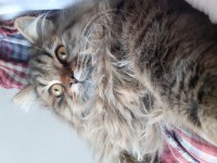 British longhair paşamıza eş arıyoruz